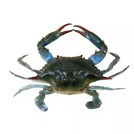 Jaibas