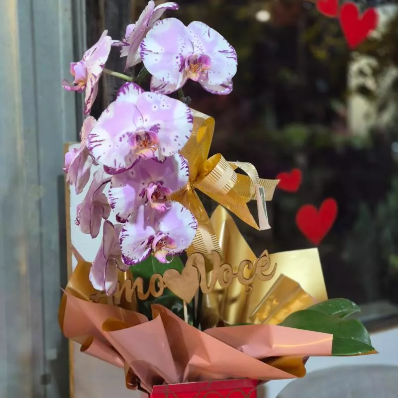 Orquidea Phaleanopsis