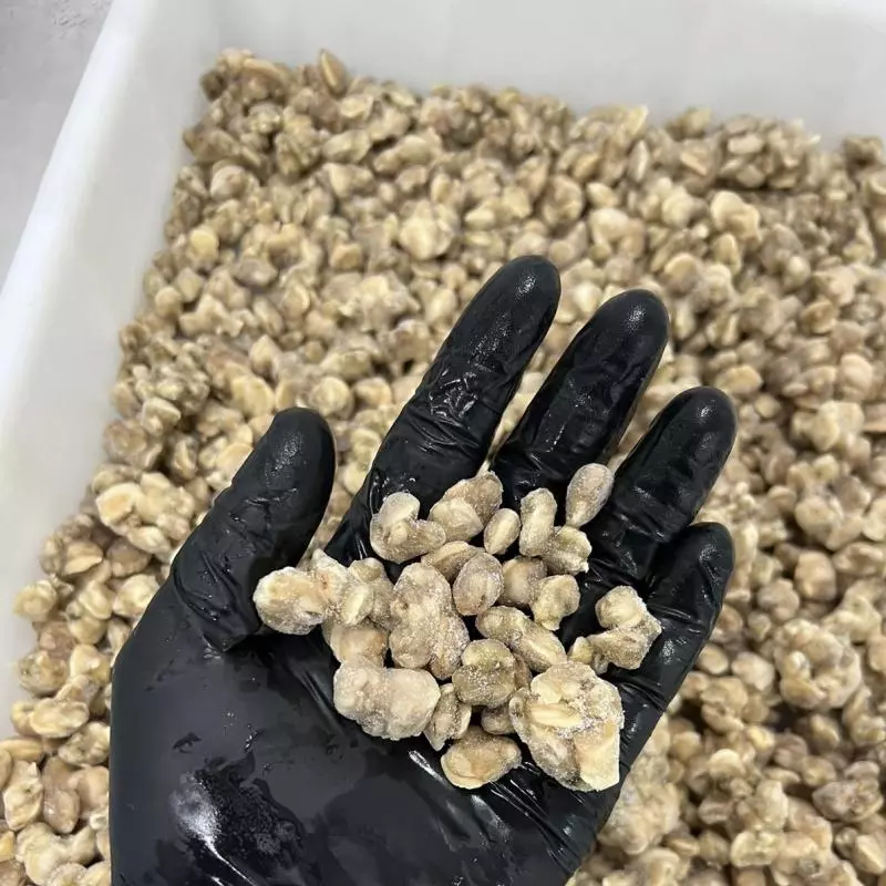 VONGOLE LIMPO
