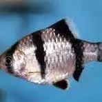 Barbus Sumatra Panda