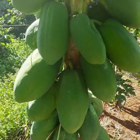 Mamão Verde Ralado (Roseli e Gê)
