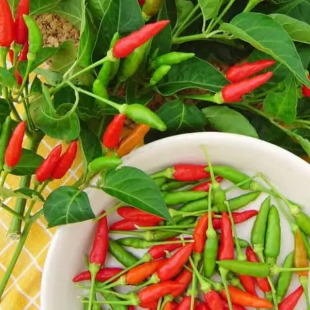 Pimenta malagueta (in natura)