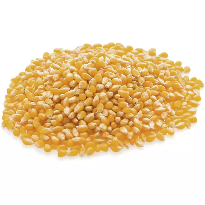 POP CORN