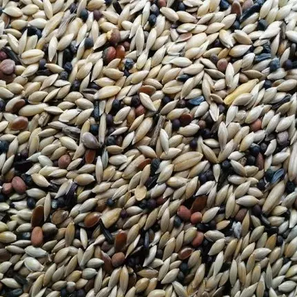 MISTURA CANARIO KG (1183)