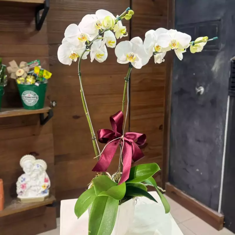 Orquídea em cachepô de cerâmica