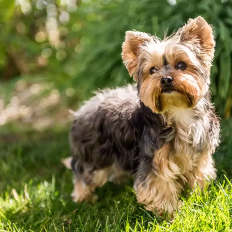 Raça Yorkshire terrier