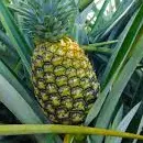 PIÑA PRIMERA UNIDAD