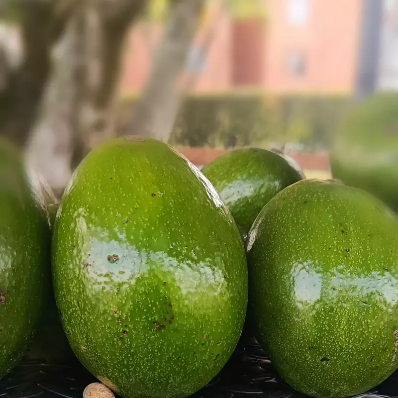 Aguacate choquette 8.000