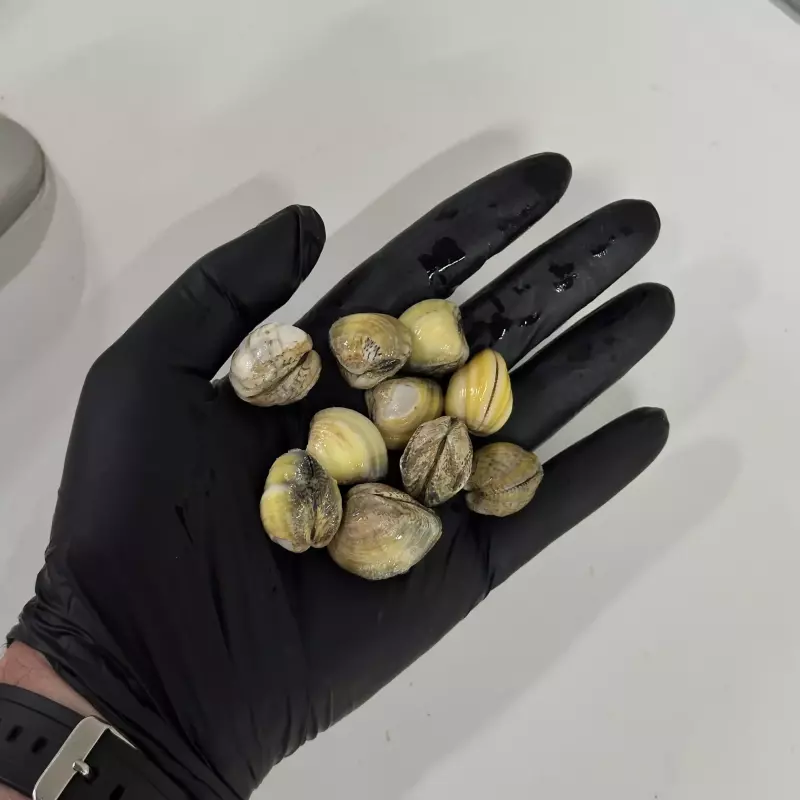 VONGOLE NA CONCHA