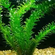 Elodea - 2 galhos