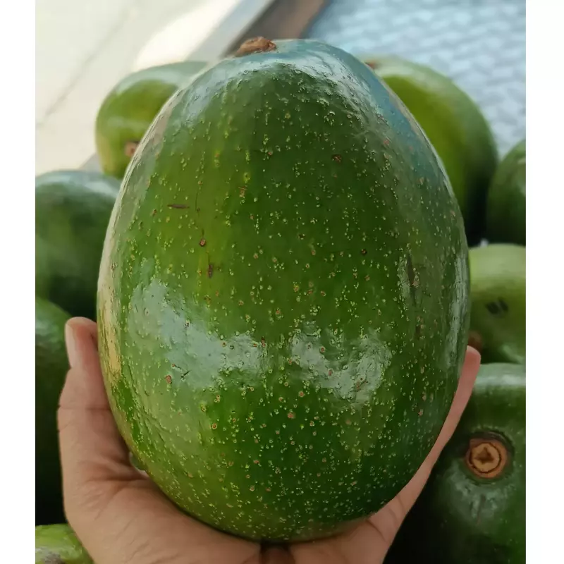 Aguacate choquette 15.000