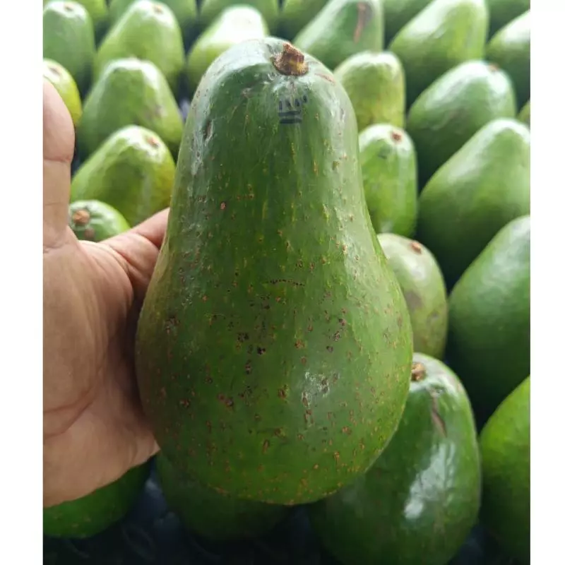 Aguacate semil 11.000