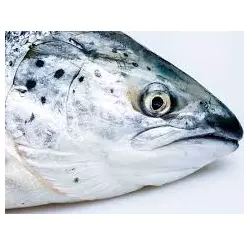 Cabeza de Salmon