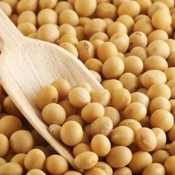 Soja em grãos 100gr