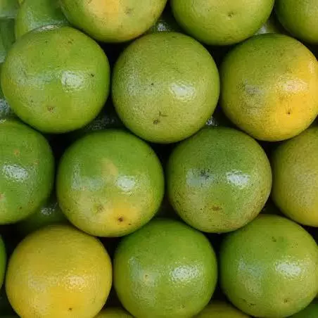 LARANJA LIMA INTEIRA