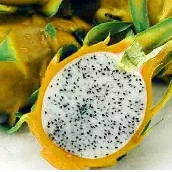 Pitaya amarela