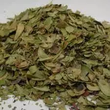 Uva Ursi