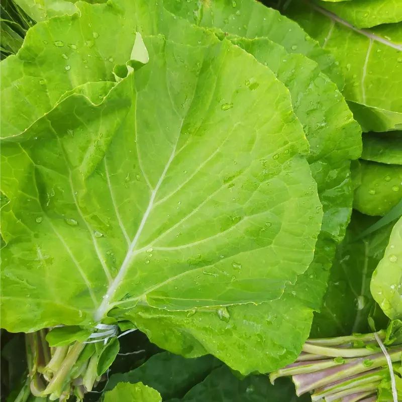 Couve Manteiga (Néia)