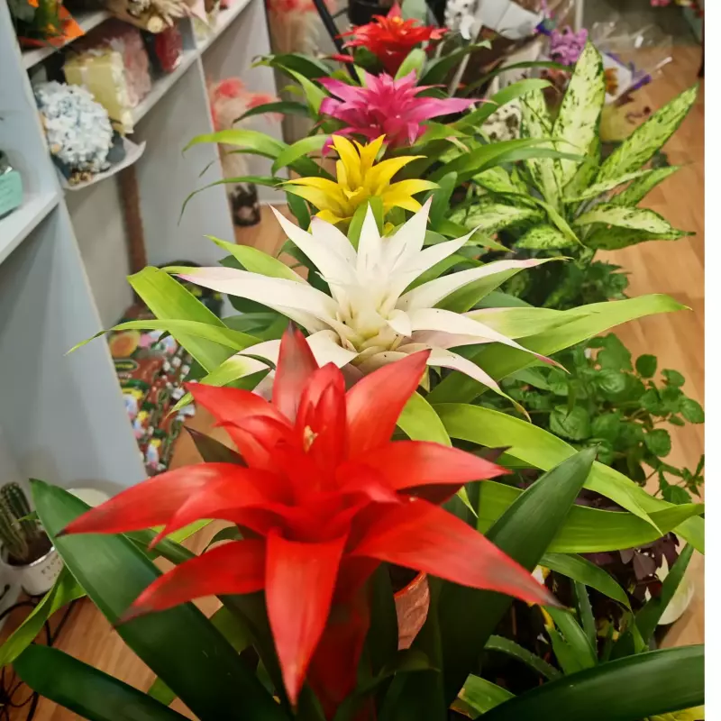 Bromelia