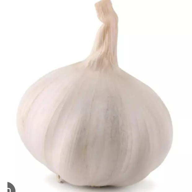 Ajo pata de elefante x 250gr