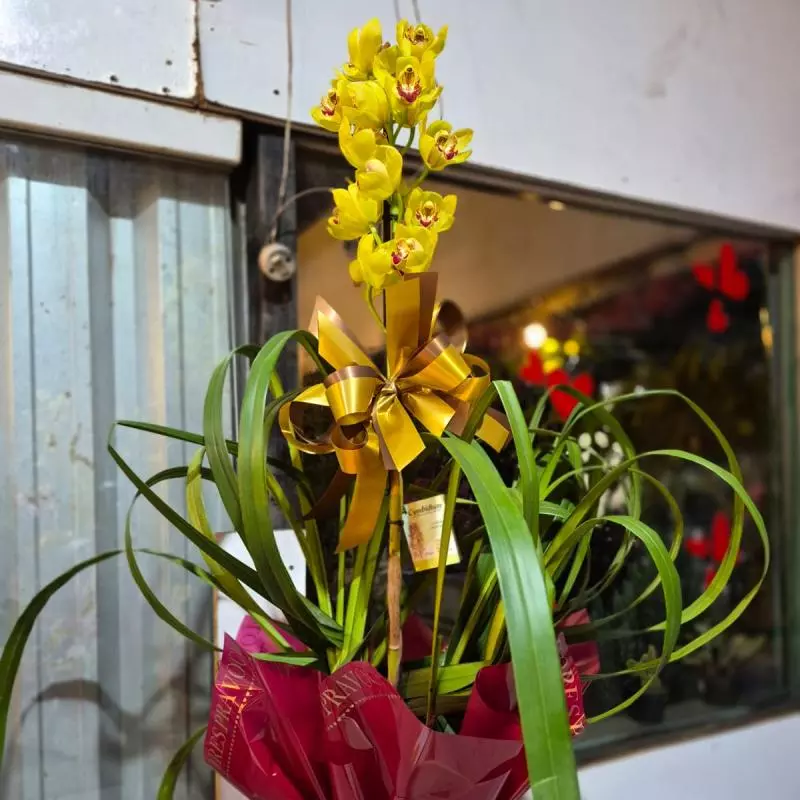 Orquidea Cimbidiun
