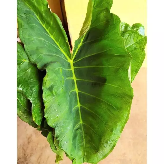 Taioba (Roseli e Gê)