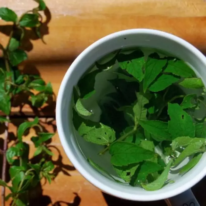 MUÑA TEA (Andean mint)