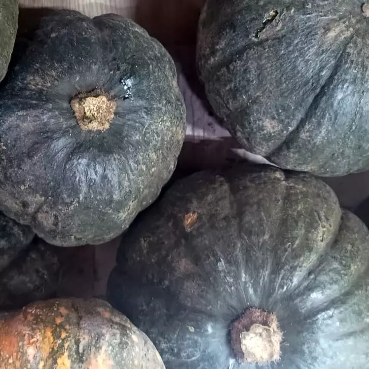 ABÓBORA CABOTIÁ ORG.P