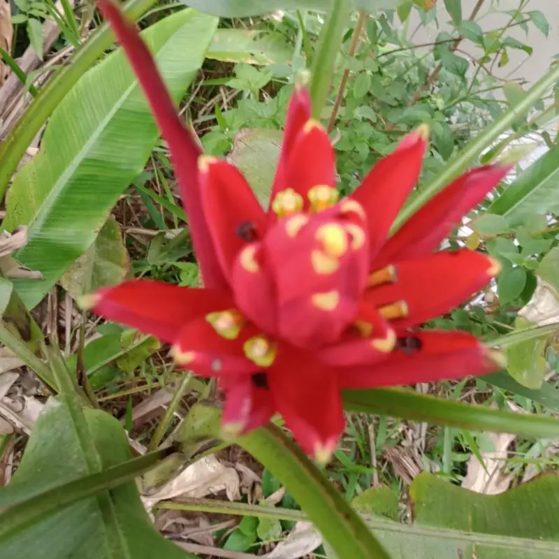 Bananeirinha (Dirce)