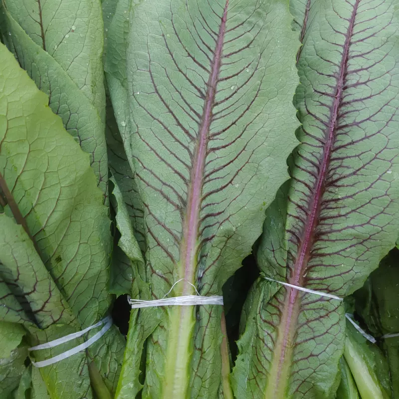 Almeirão Roxo (Néia)