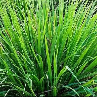 Folhas de capim santo