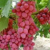 UVA ROJA BANDEJA 500 GMS