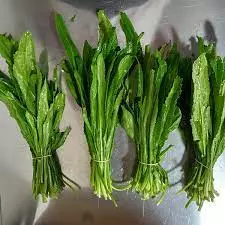 CULANTRO COYOTE ROLLO