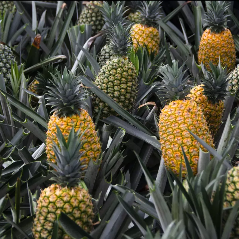 PIÑA PROMOCION 2 UDS