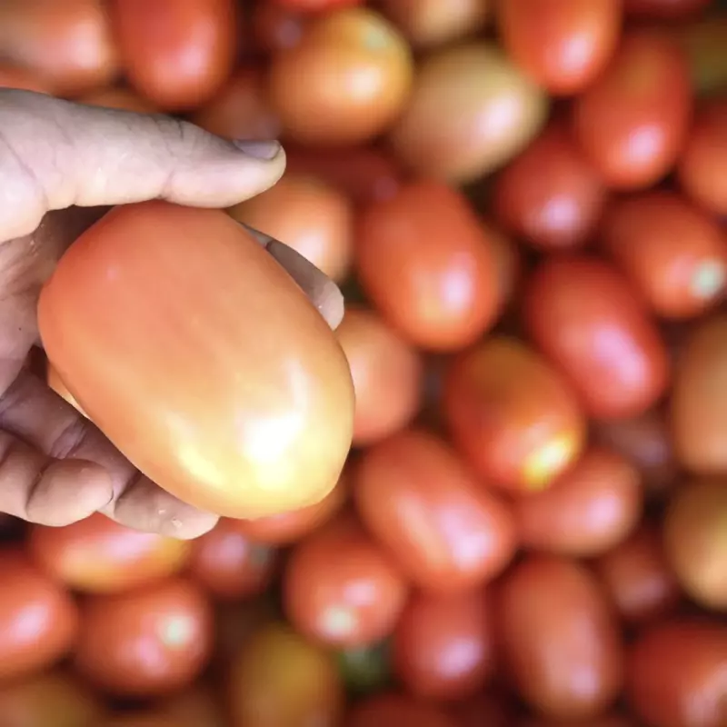 Tomate Italiano