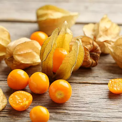 Physalis