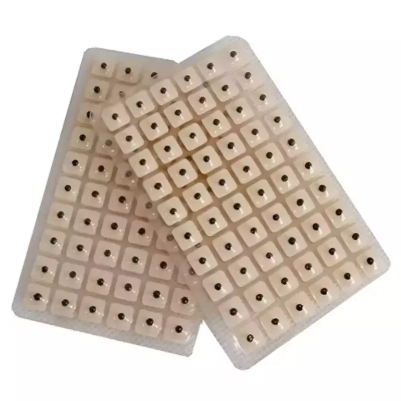 Semillas para Auriculoterapia