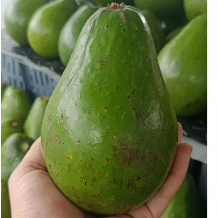 Aguacate semil 7.000