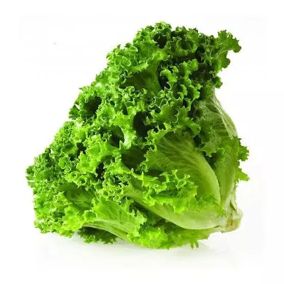 Lechuga italiana