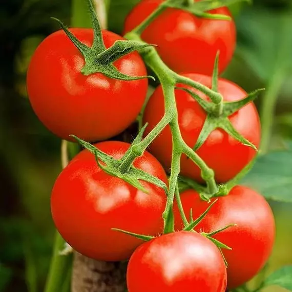 Tomate Milano x500gr