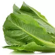 LECHUGA ROMANA