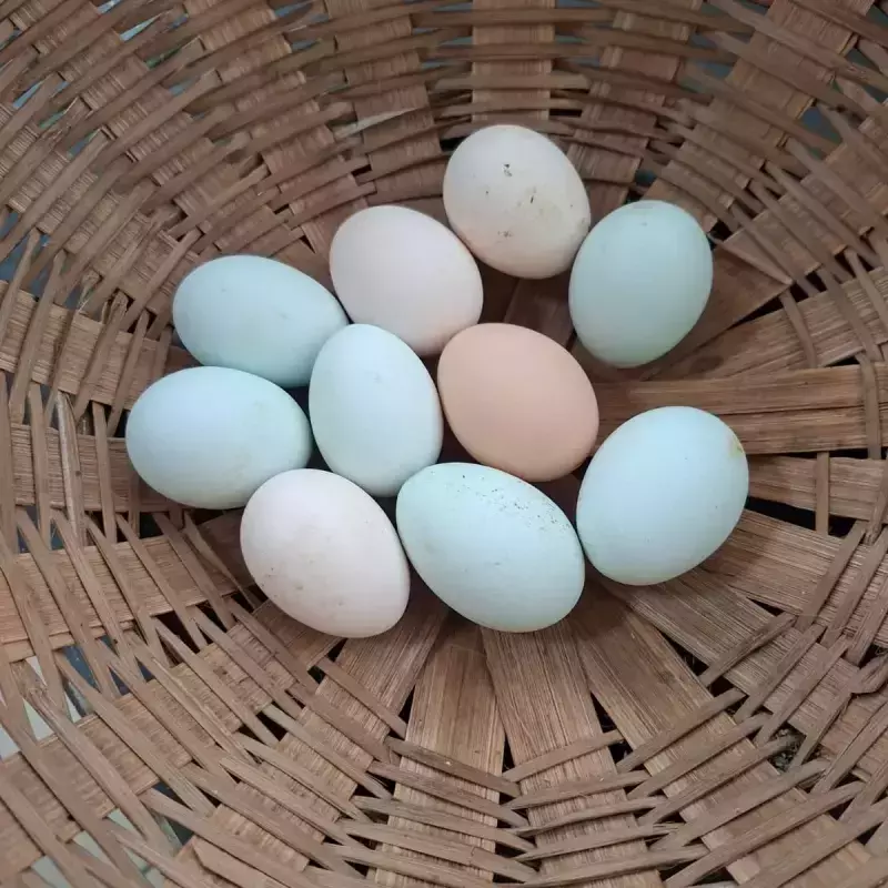 Ovos Caipira 1 Dúzia (Ivonete)