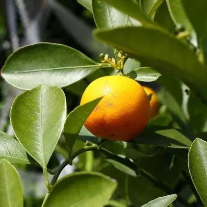 Folhas de laranja para chá