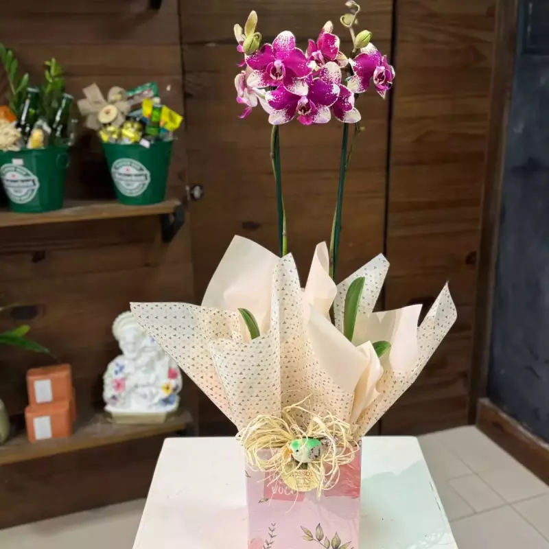 Orquídea Pote 12