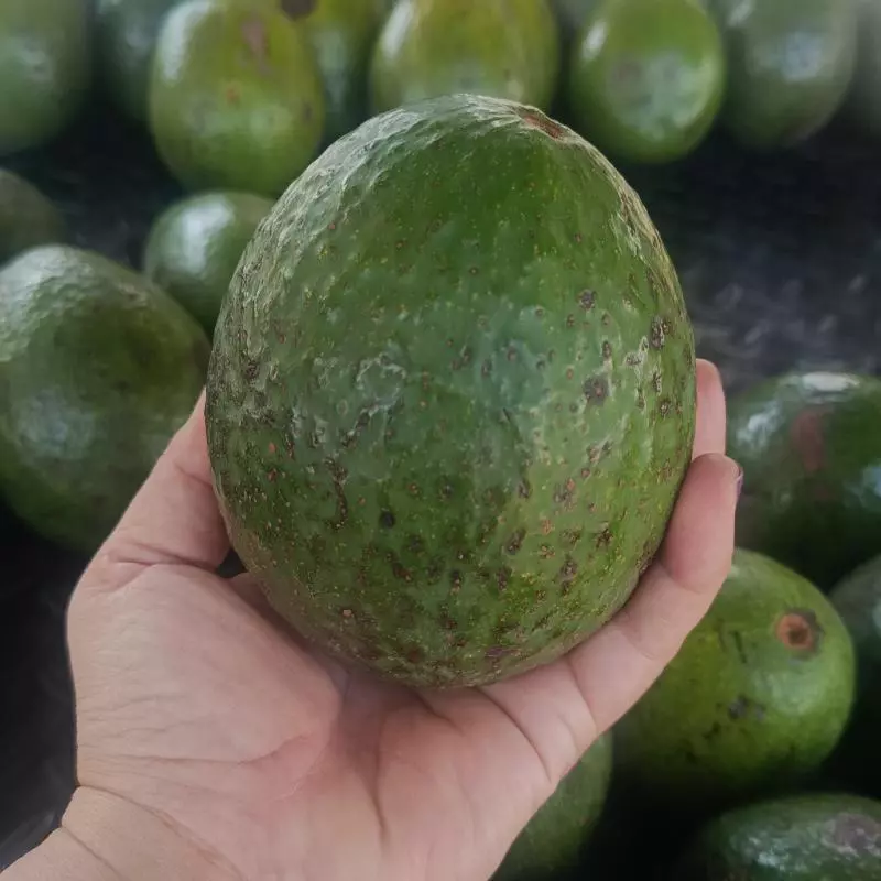 Aguacate trinidad macho 7000