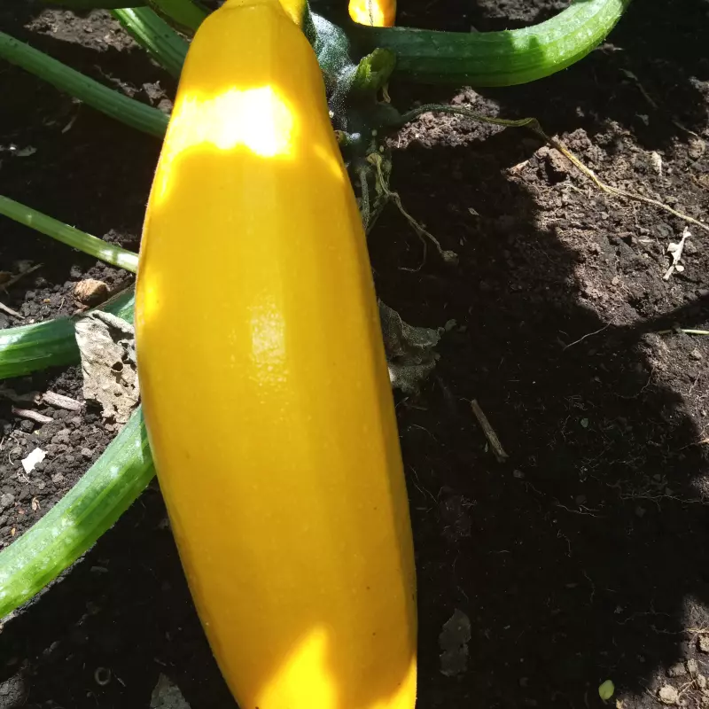 Zuchini amarillo