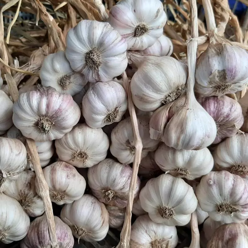 AJO CRIOLLO CABEZA  UND