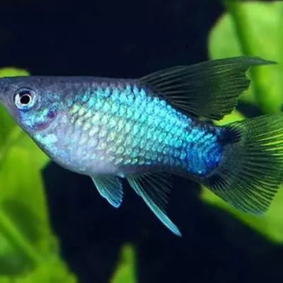Platy Azul