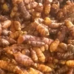 Açafrão em Raiz 200 g (Roseli e Gê)