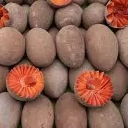 ZAPOTE KILO